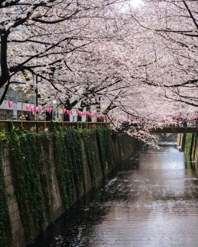 Cerisiers en fleurs au bord de la rivière Meguro à Tokyo