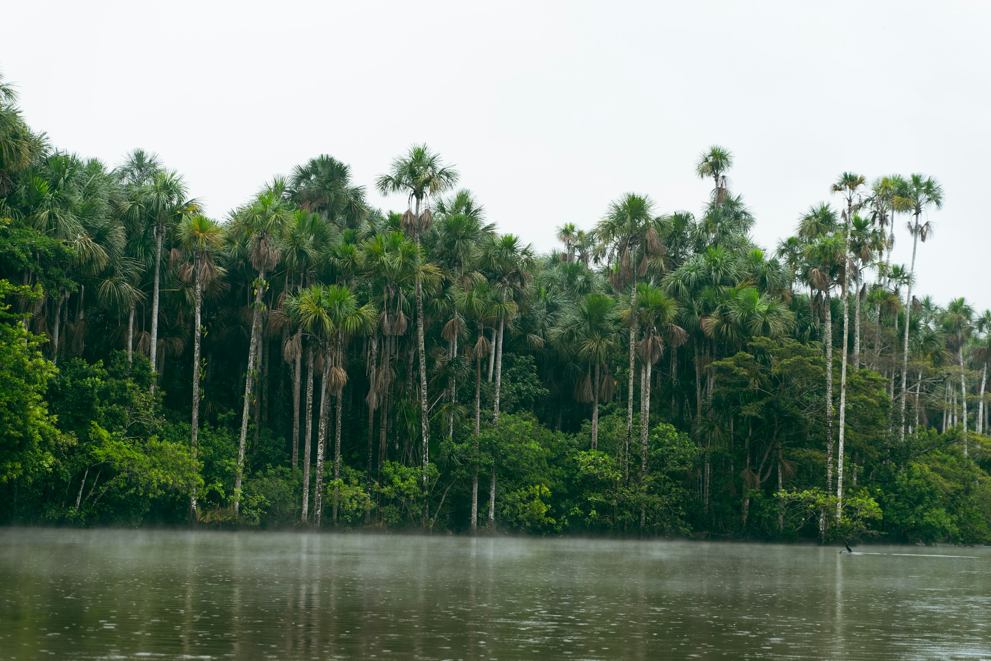 Selva amazónica y fauna de Tambopata en Perú