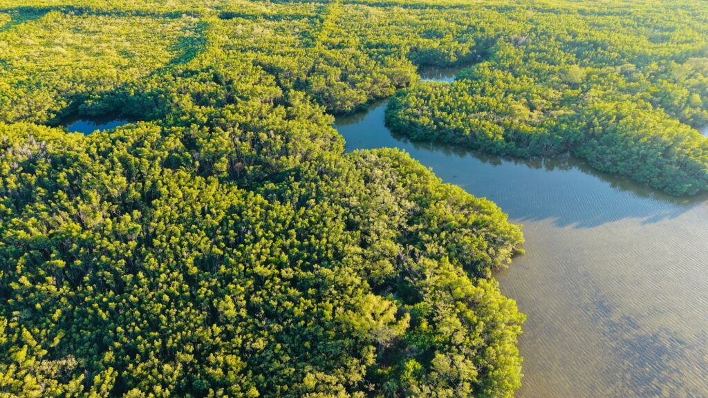 Vue aerienne d'une foret de mangroves symbolisant le tourisme regeneratif