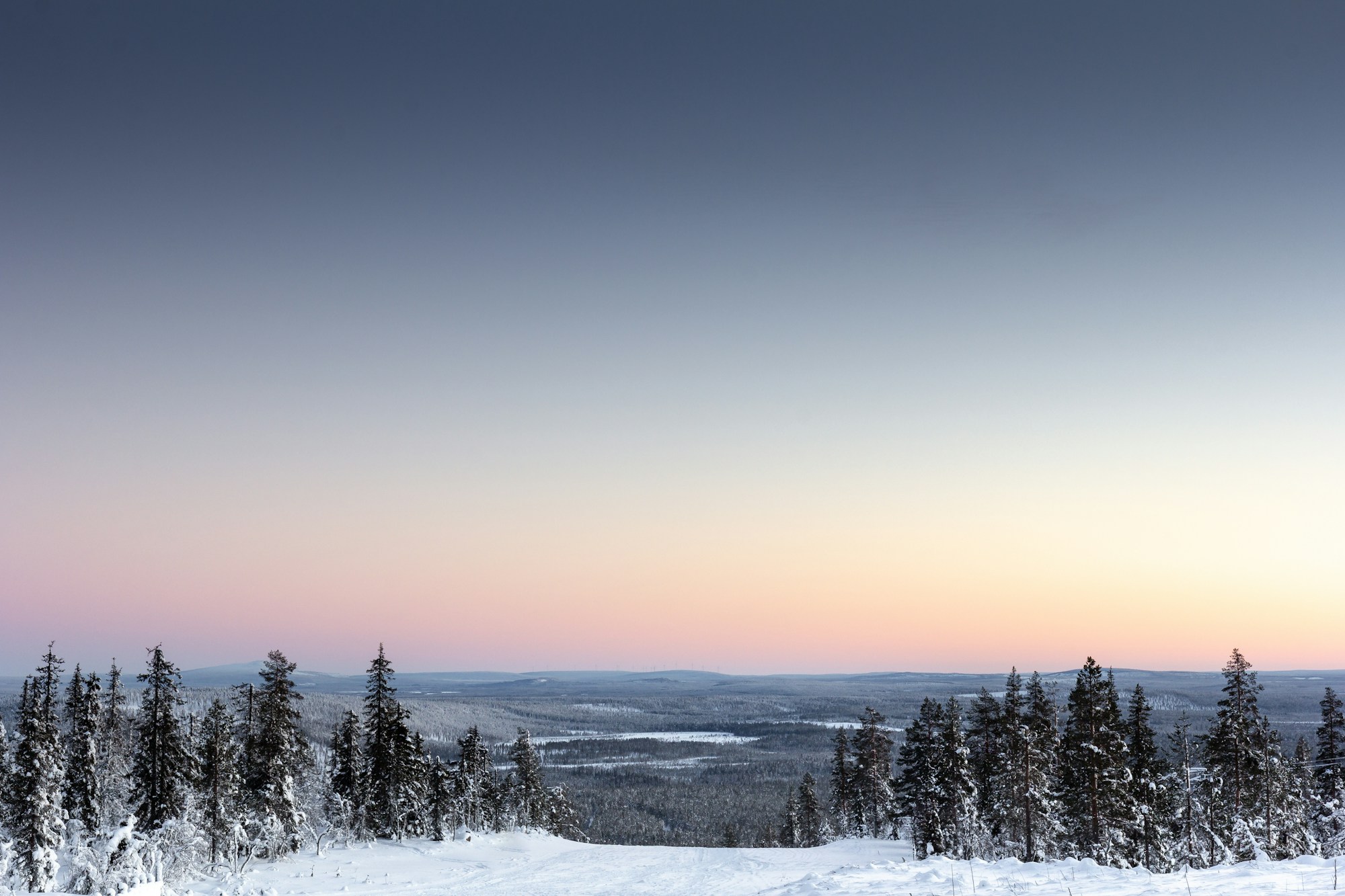Bosque de Laponia finlandesa cubierto de nieve