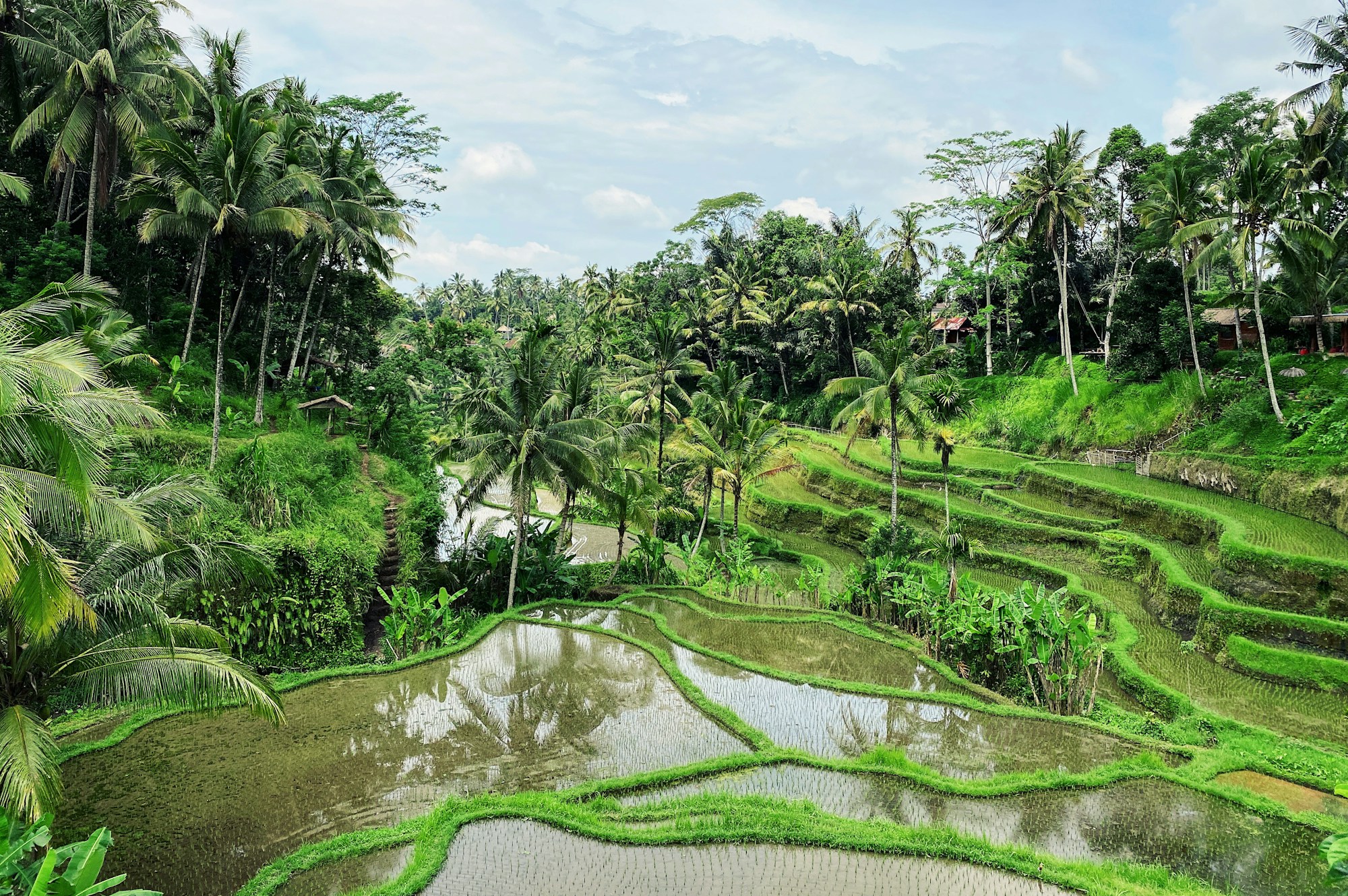 Tegallalang rice terraces near Ubud in Bali at sunset