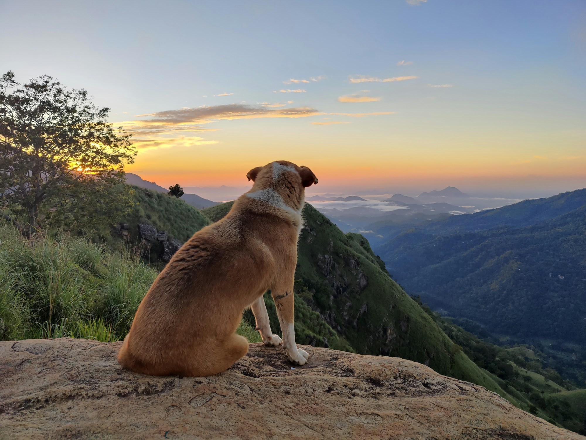 Perro blanco de pelo largo frente a un paisaje montanoso espectacular