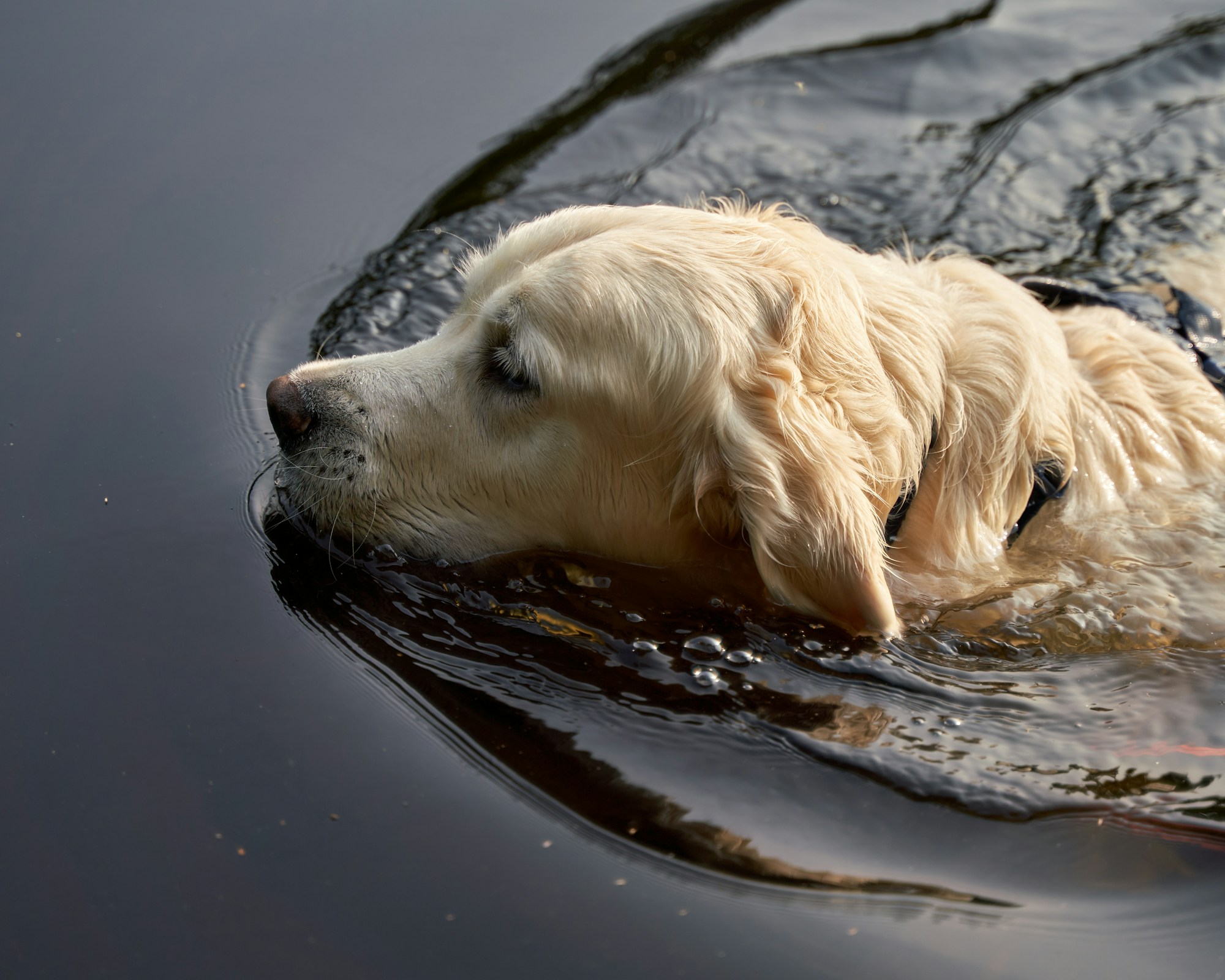 Golden retriever junto a un lago alpino de aguas cristalinas en Austria