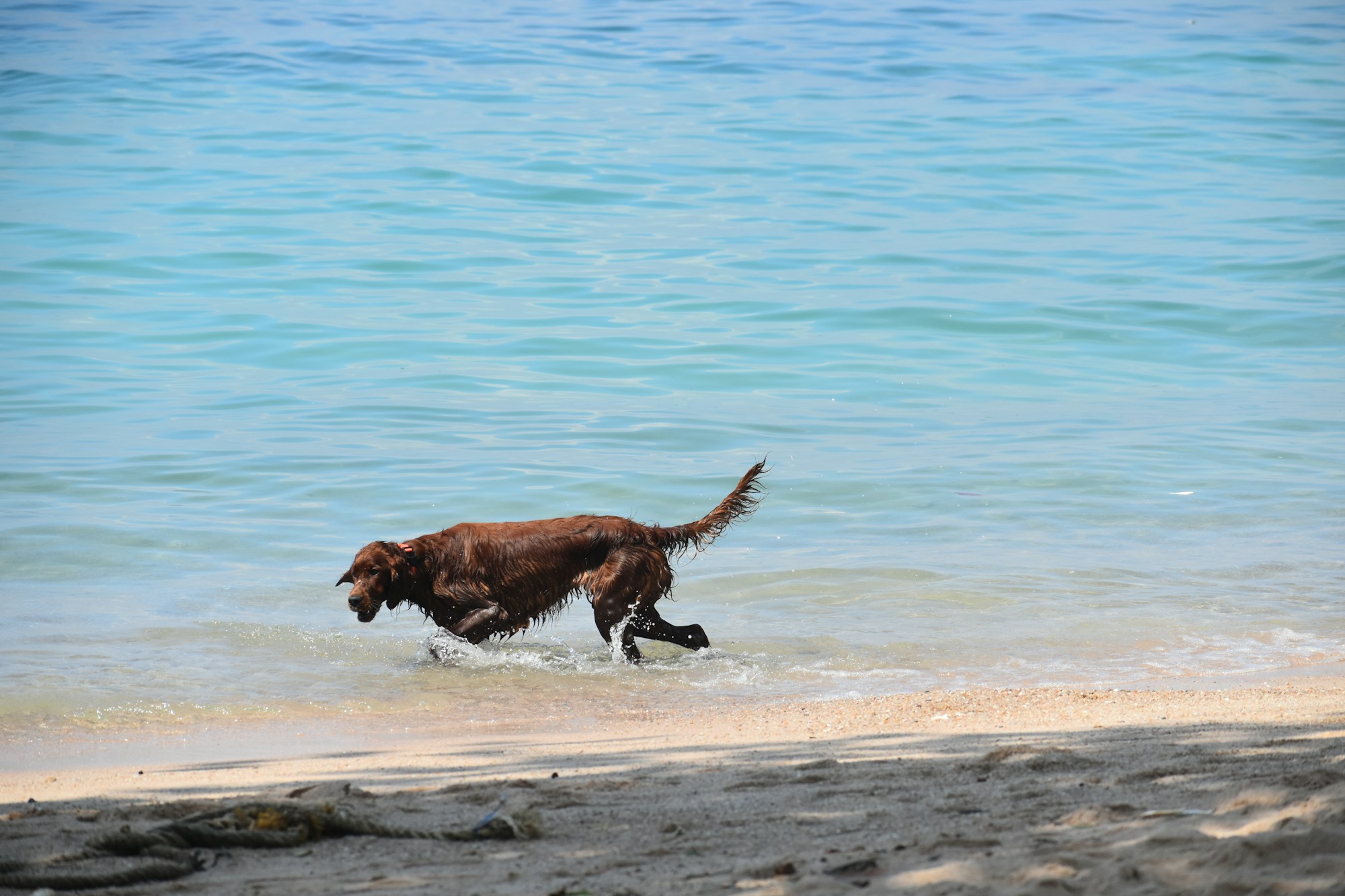 Perro nadando en aguas turquesas cristalinas