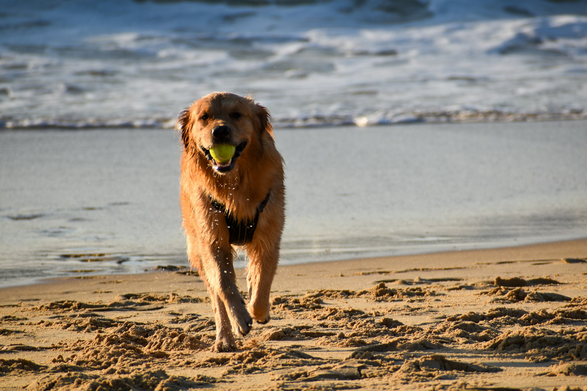 Perro corriendo alegremente en una gran playa de arena en los Paises Bajos