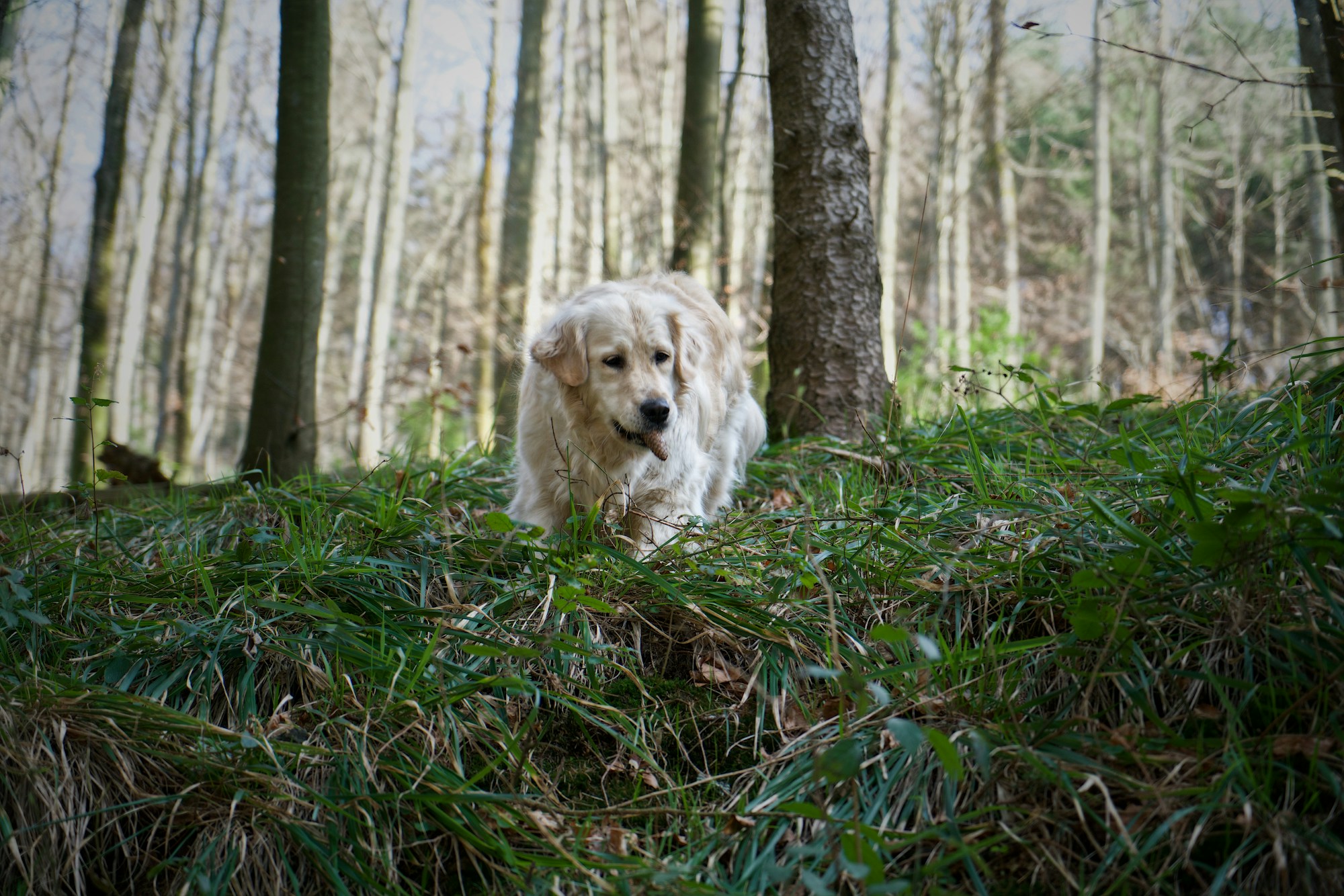 Golden retriever paseando por un bosque verde, tipico del Parque del Morvan