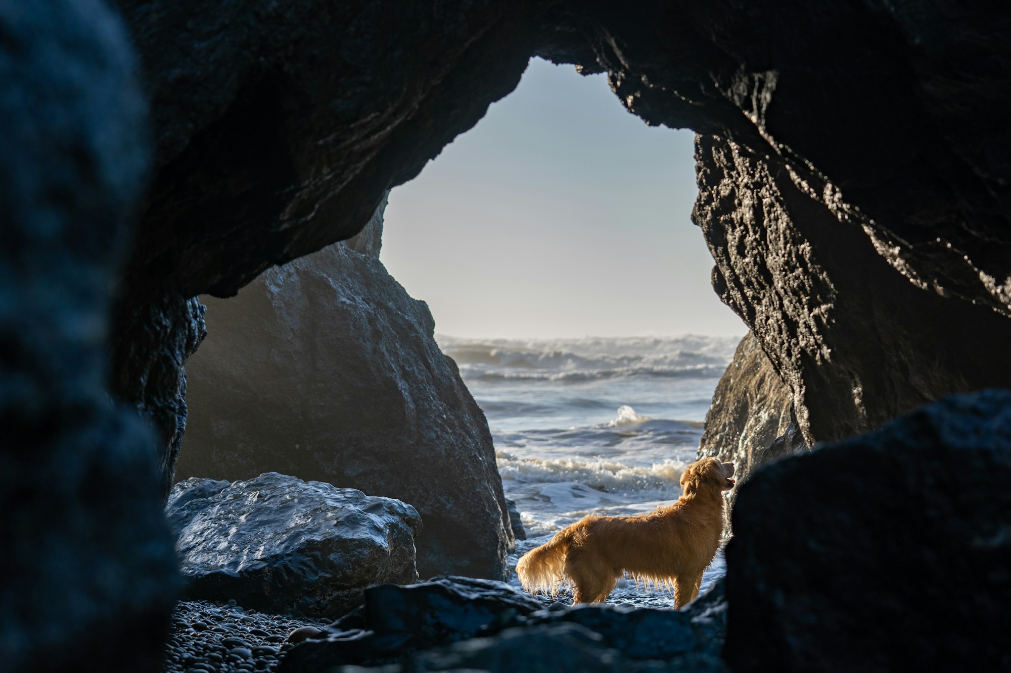 Perro en los acantilados costeros verdes con vista al oceano Atlantico