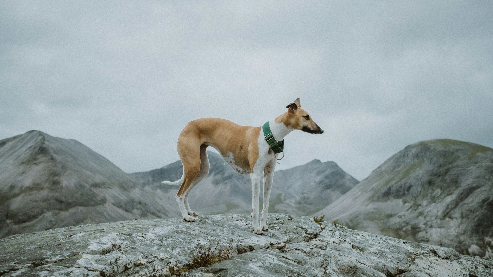 Perro en un sendero de montana, listo para la aventura con su equipo de viaje