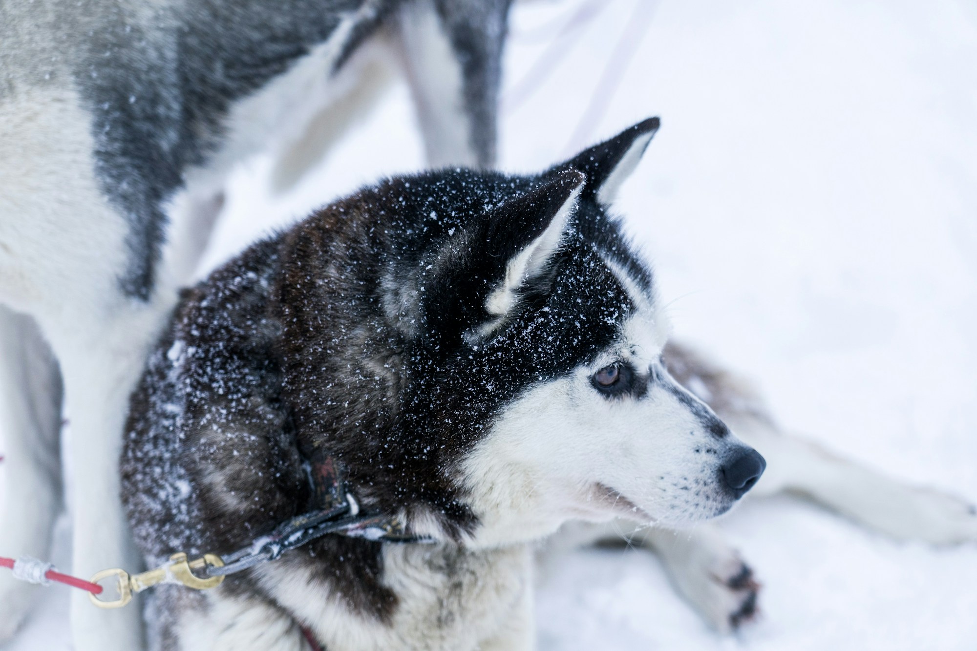 Husky tirando de un trineo en la nieve en Escandinavia