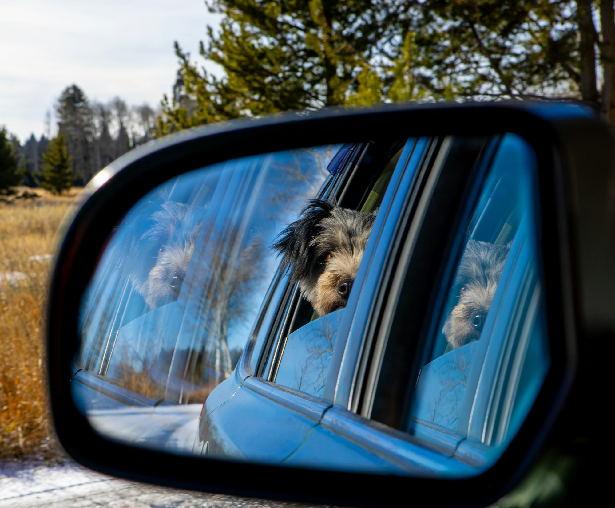 Perro golden retriever comodamente instalado en un coche para un viaje por Europa