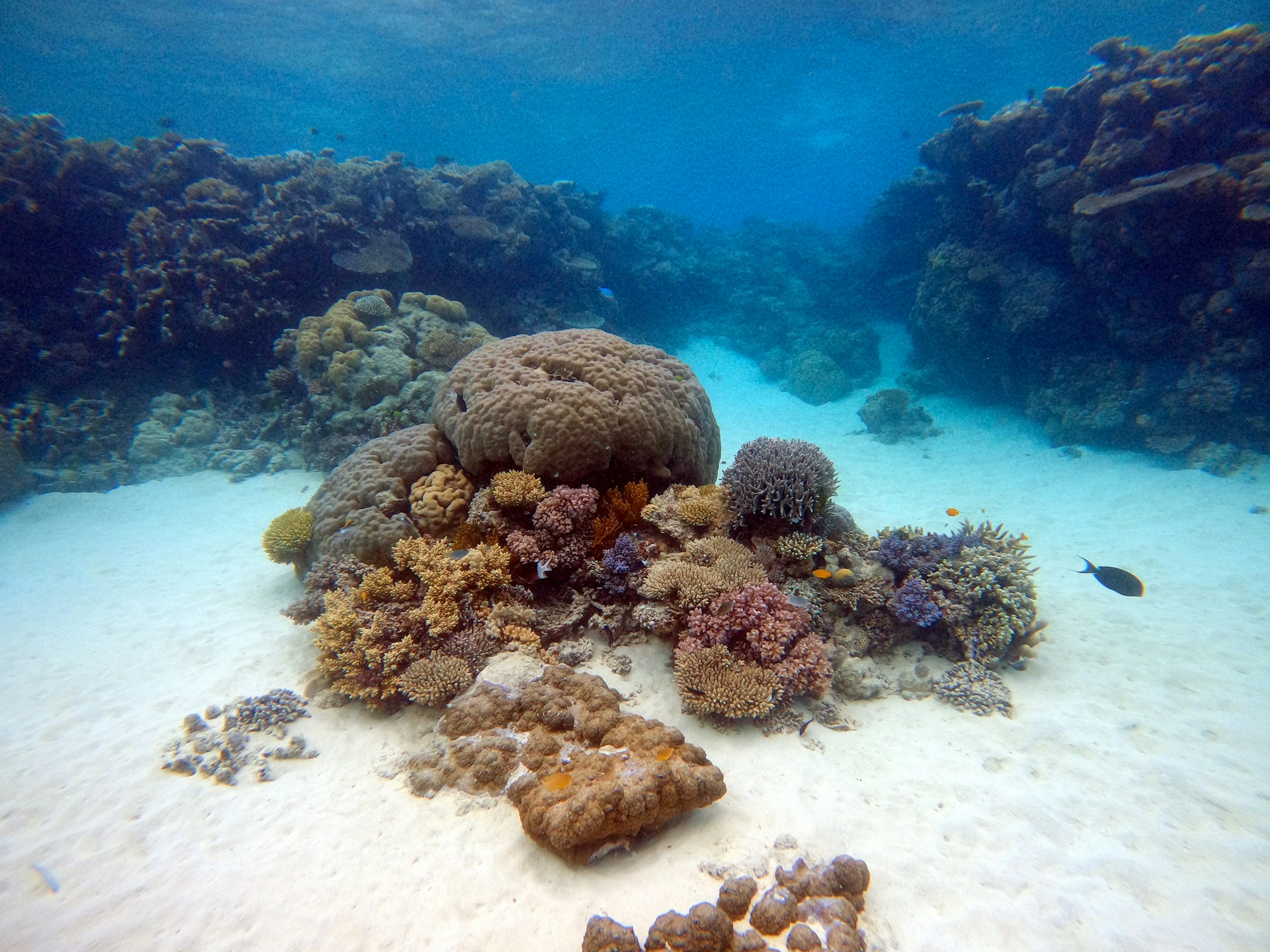 Récif de la Grande Barrière de Corail au Queensland avec coraux colorés sous l'eau
