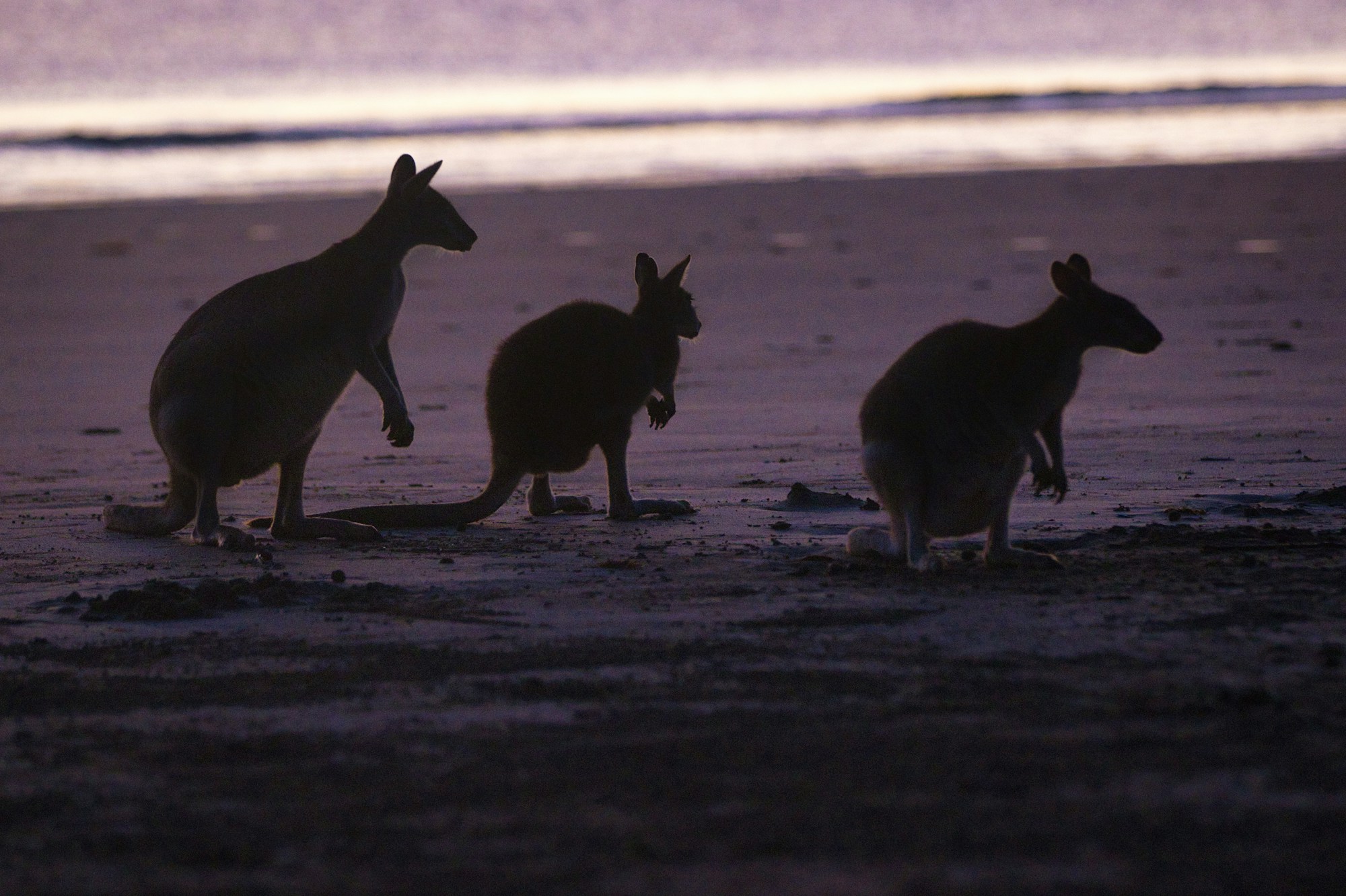 Trois kangourous en silhouette sur une plage australienne au crépuscule