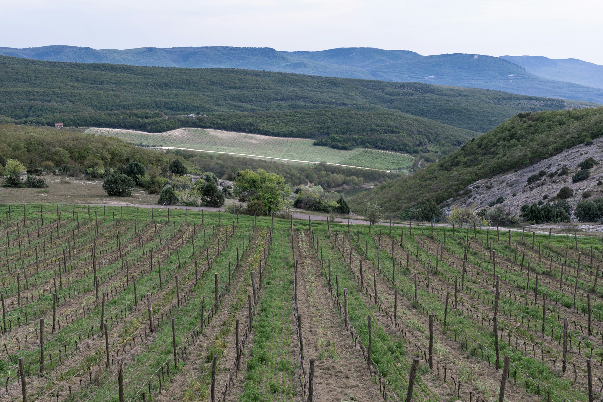 Rangées de vignes dans un vignoble australien avec collines verdoyantes