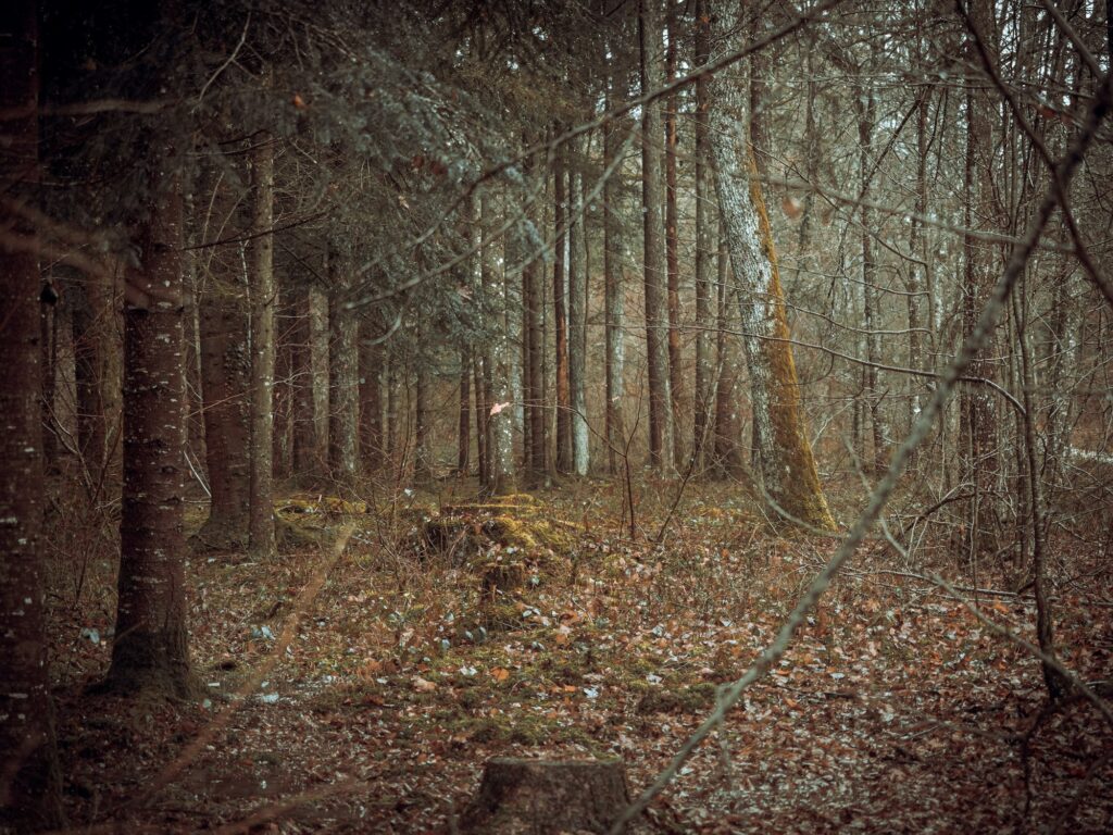 Chemin forestier en automne avec feuillages dorés et orangés