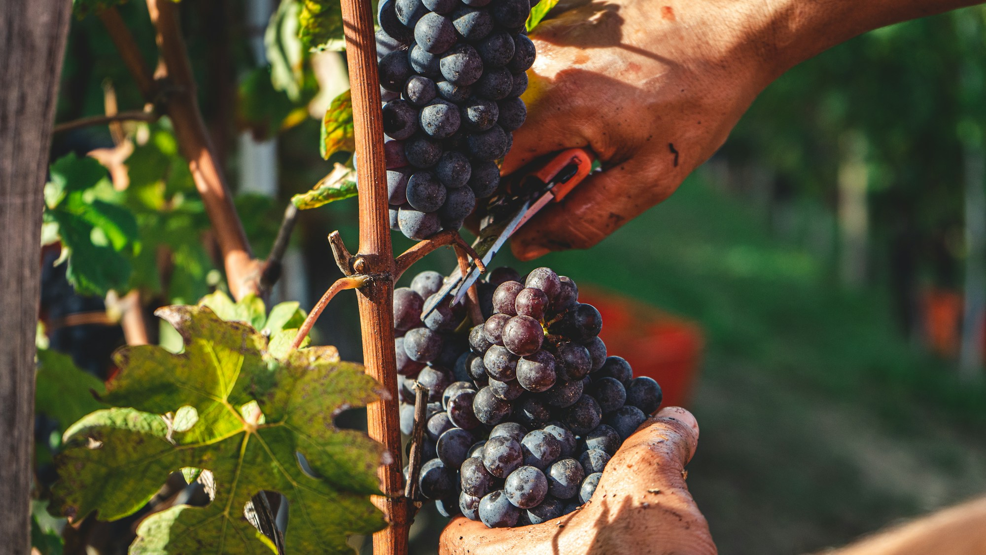 Vignobles des Langhe dans le Piémont en Italie, collines automnales et villages médiévaux