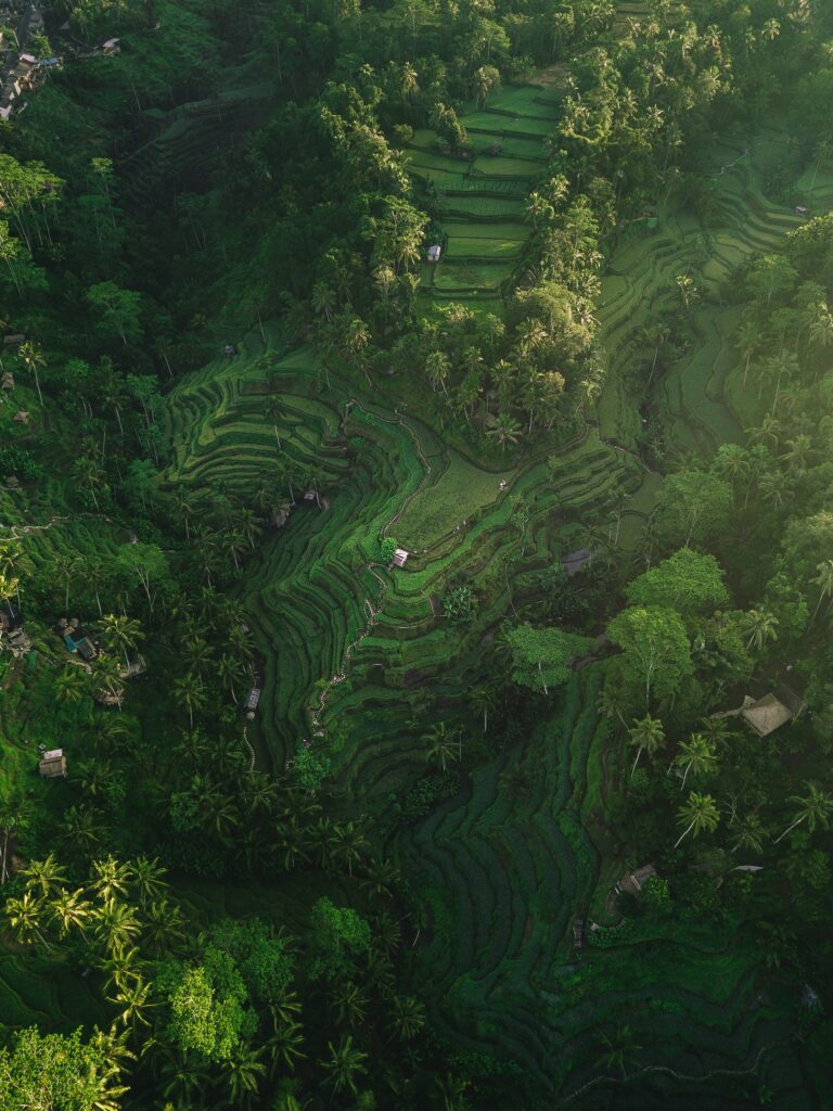 Rizieres en terrasses de Tegalalang pres d'Ubud a Bali