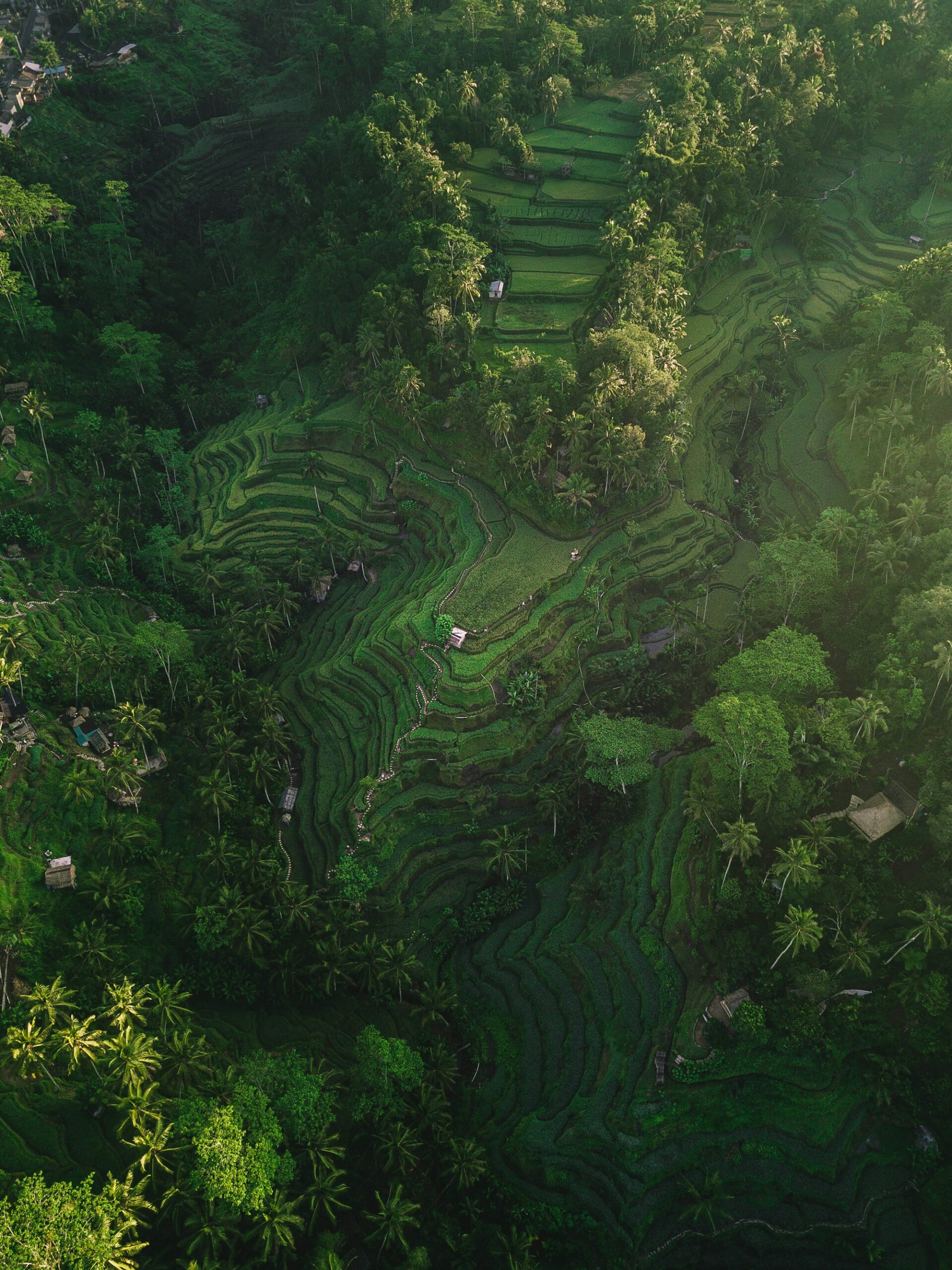 Tegalalang Reisterrassen bei Ubud auf Bali