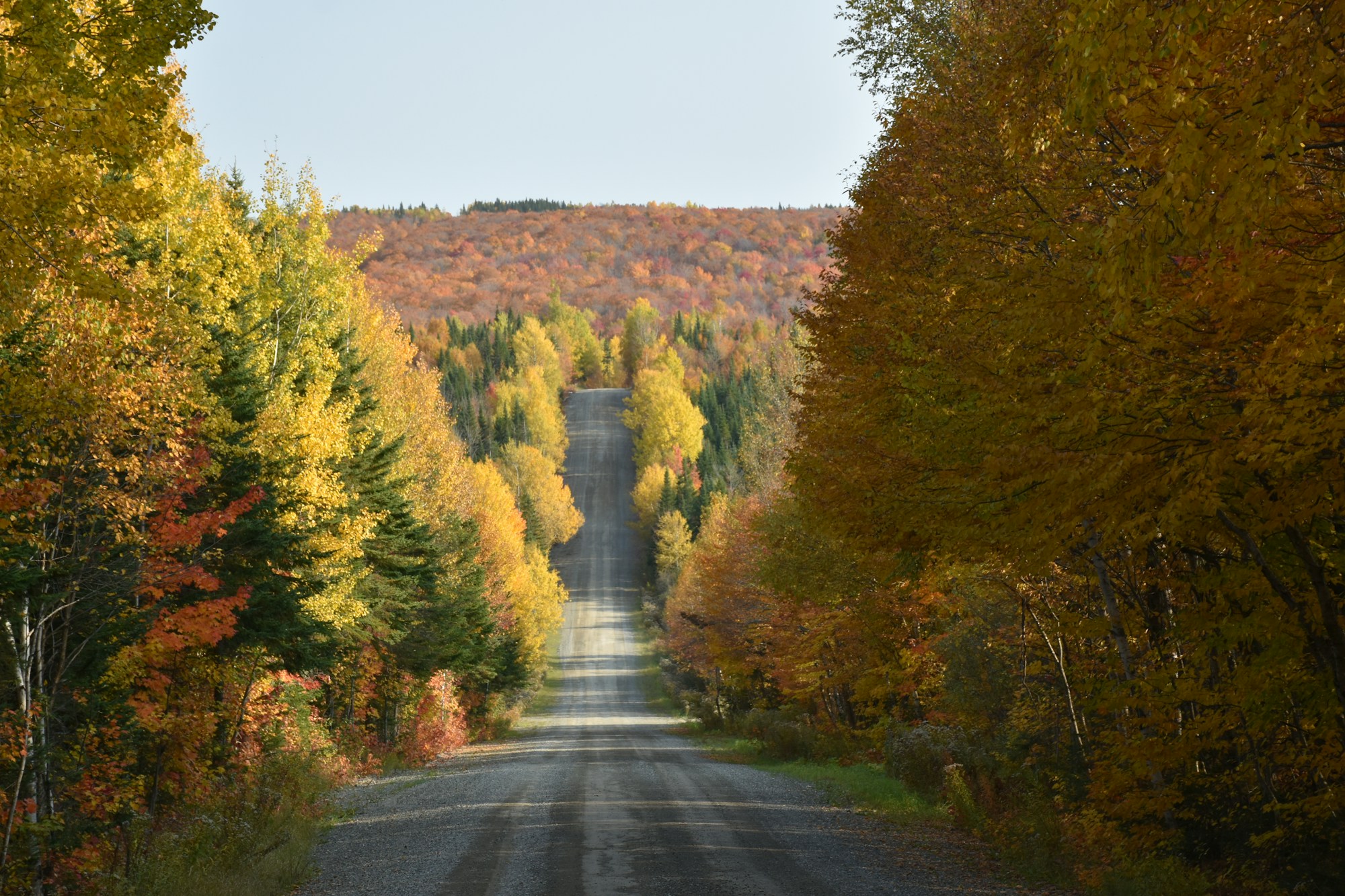 Route de campagne en automne à Sainte-Lucie, Québec, Canada, bordée d'érables rouge et orange