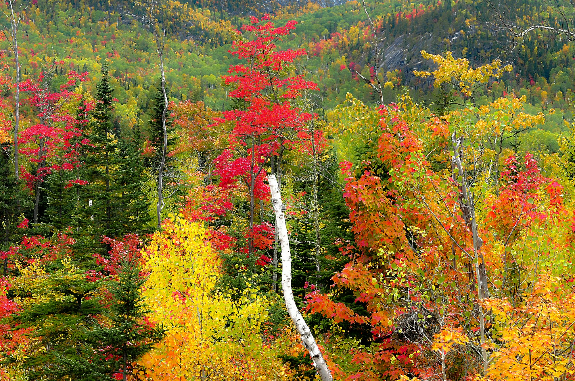 Paysage d'automne dans la région de Charlevoix au Québec, Canada, forêt rouge et orange