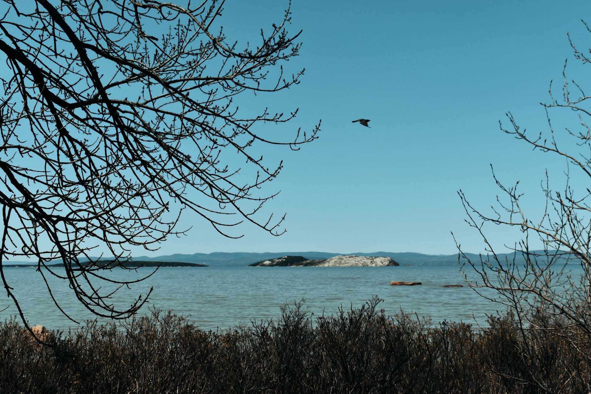 Fleuve Saint-Laurent au Québec, Canada — île, oiseau et ciel bleu sur le fleuve en automne