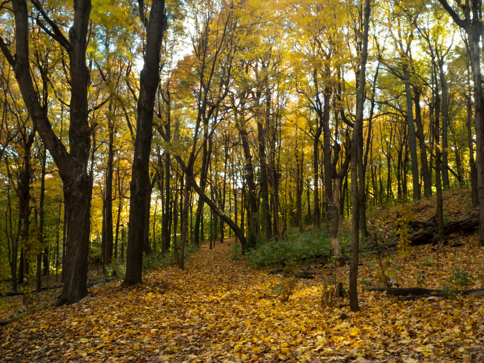 Forêt du mont Royal à Montréal en automne, chemin de randonnée sous les feuillages