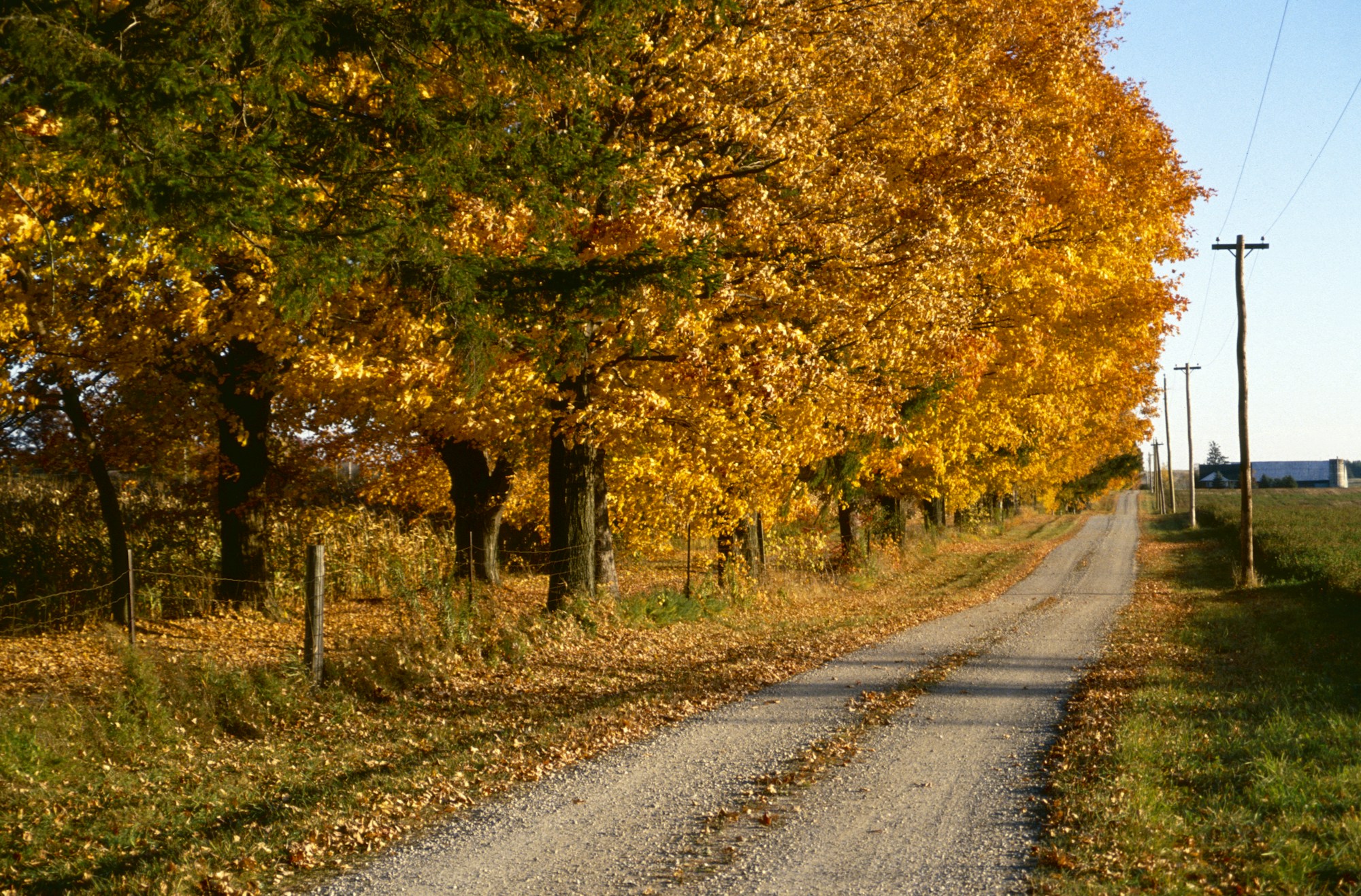 Avenue bordée d'arbres aux teintes dorées et brunes sur une route de campagne en Ontario, Canada, en automne