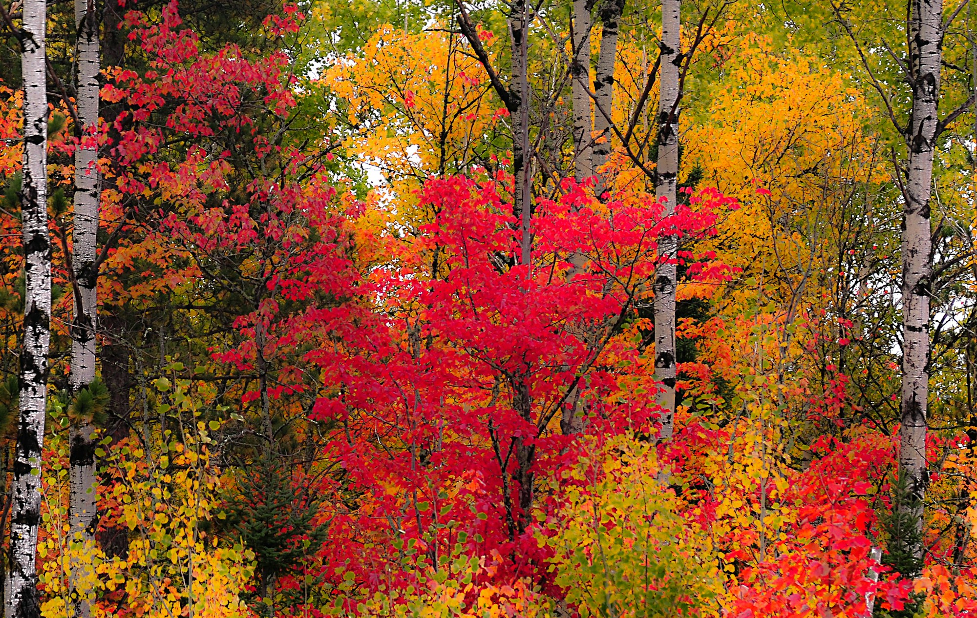 Arbres d'automne aux couleurs rouges et oranges dans le Parc des Grands Jardins, Charlevoix, Québec, Canada