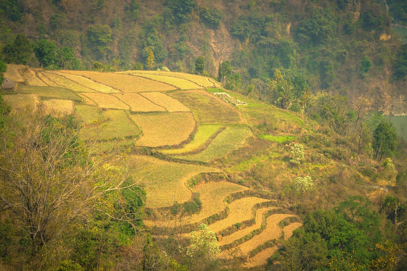 Rizières en terrasses verdoyantes en Asie, destination emblématique du backpacking et du voyage minimaliste