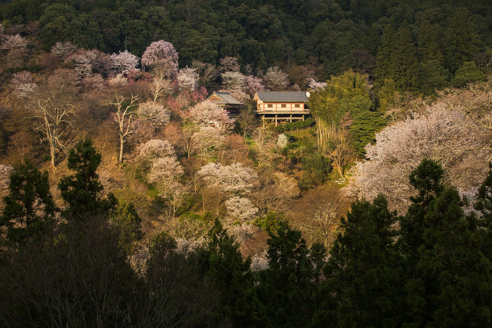 Village japonais entouré de cerisiers en fleurs au mont Yoshino pendant la saison du hanami au Japon