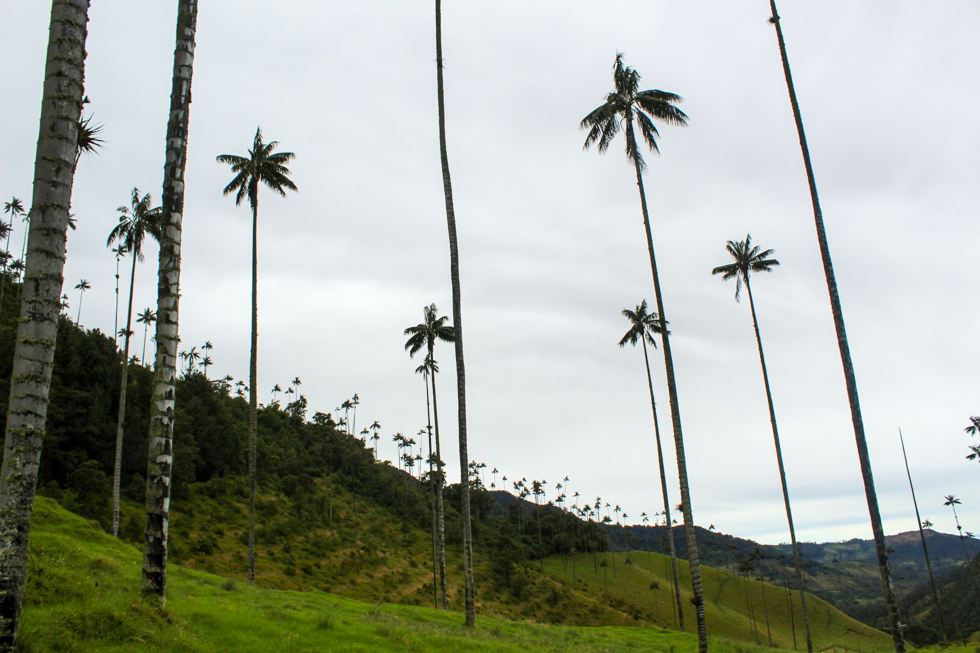 Palmiers de cire géants dans la vallée de Cocora, paysage emblématique de la région du café en Colombie