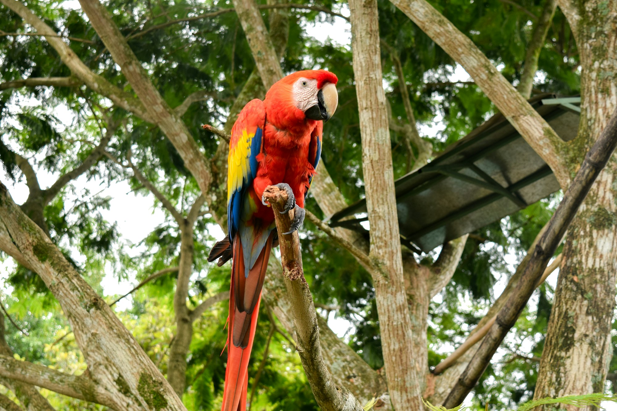 Ara Scarlatta (Lapa Roja) nella foresta tropicale del Costa Rica — simbolo della biodiversità costaricana