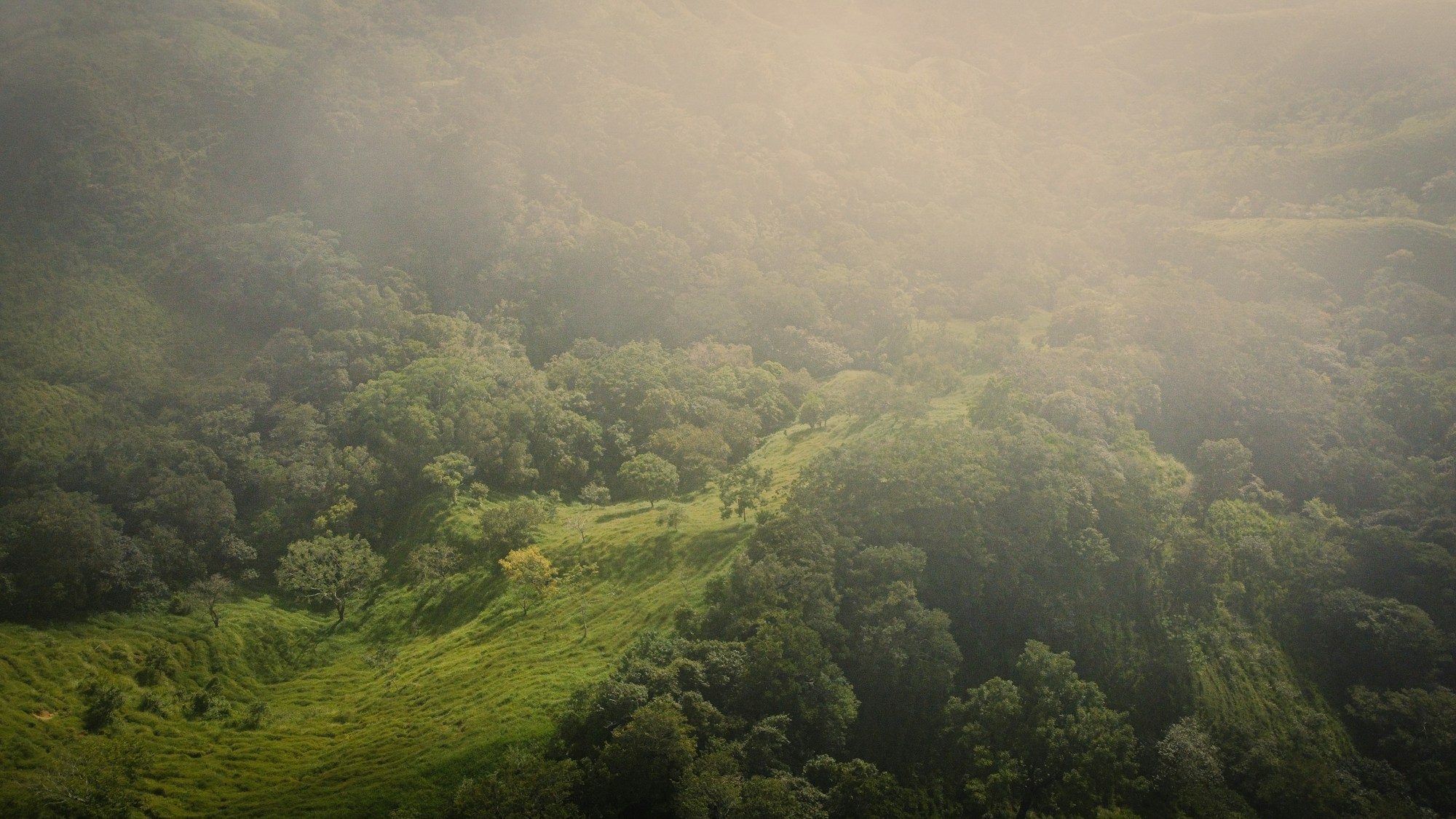 Foresta nuvolosa di Monteverde in Costa Rica — chioma e nebbia tropicale