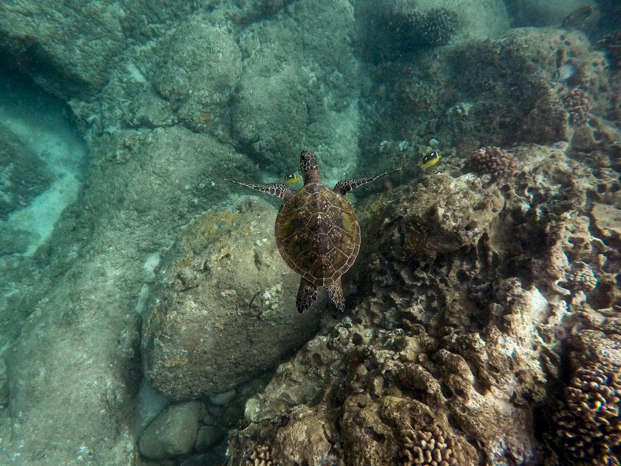 Tartaruga marina su una spiaggia tropicale — osservazione nel Parco Nazionale di Tortuguero, Costa Rica