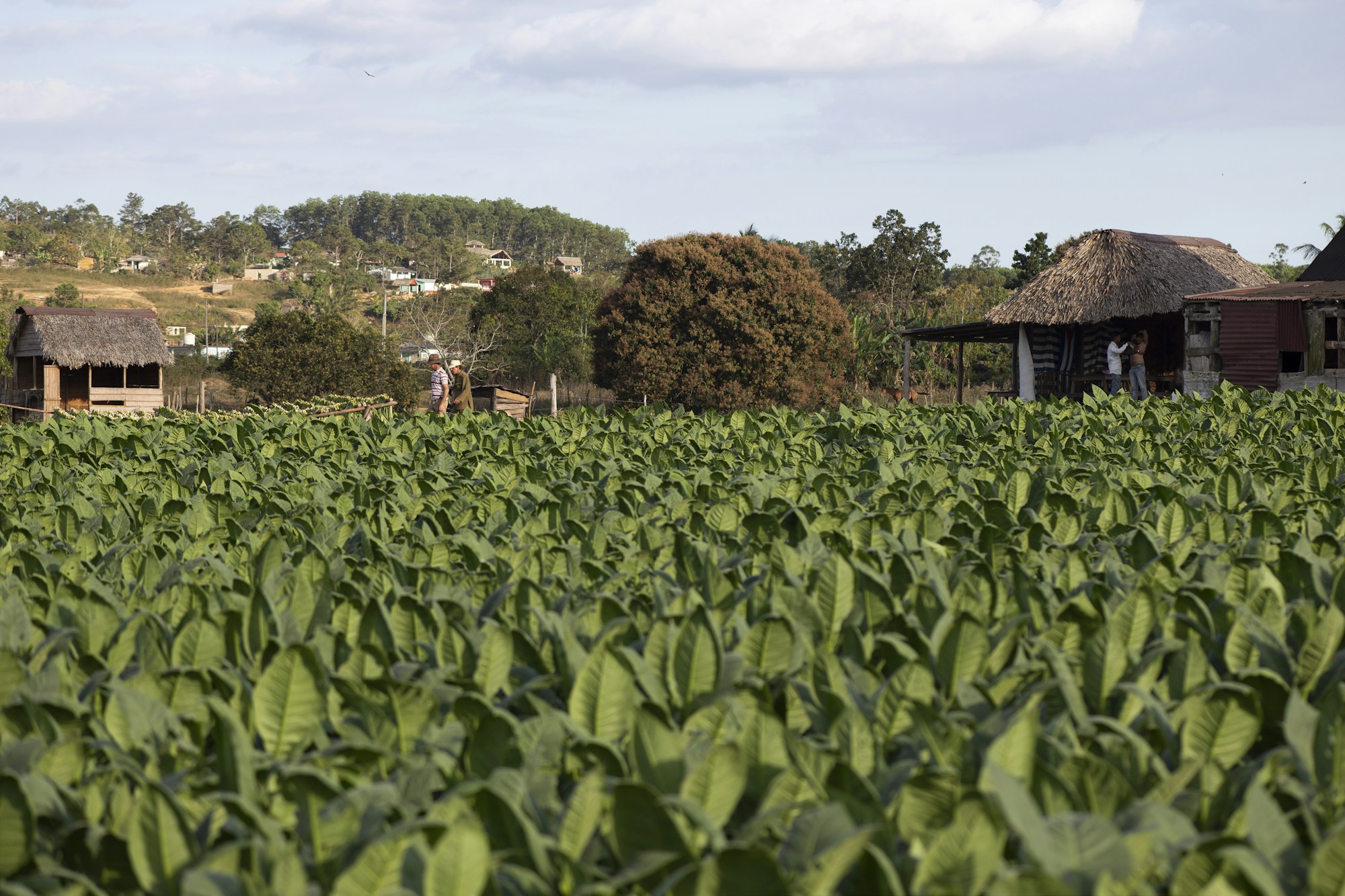 Cuban tobacco field in the Viñales Valley with farmhouses in the background