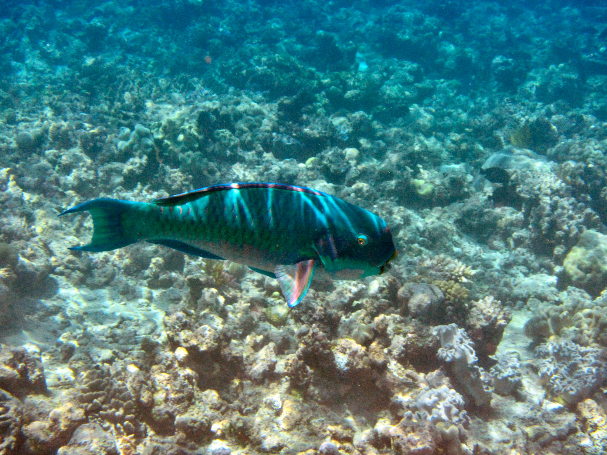 Poisson-perroquet coloré nageant au-dessus d'un récif corallien tropical