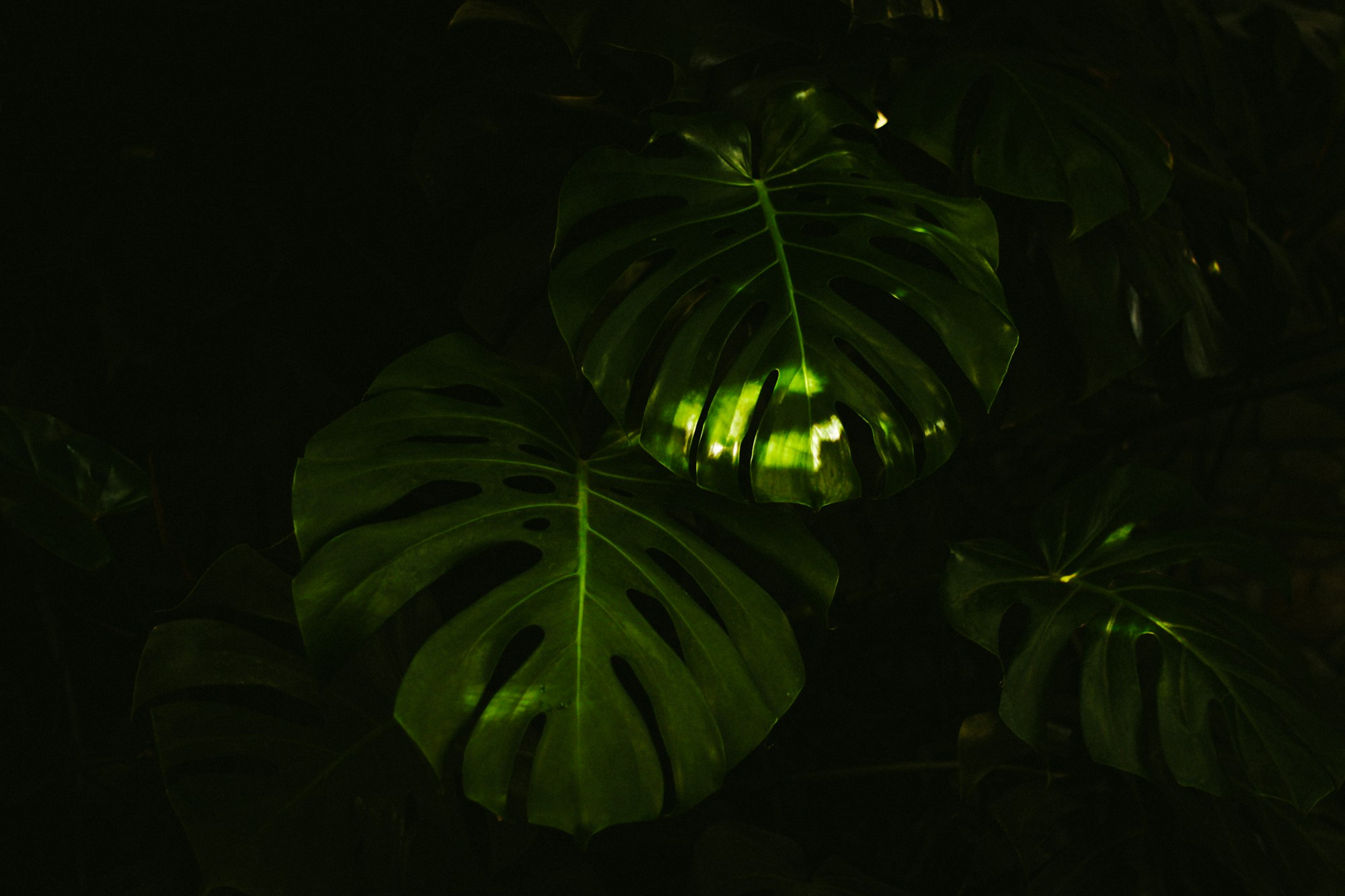 Lush vegetation in a dark, immersive environment evoking La Serre des Mondes at Futuroscope