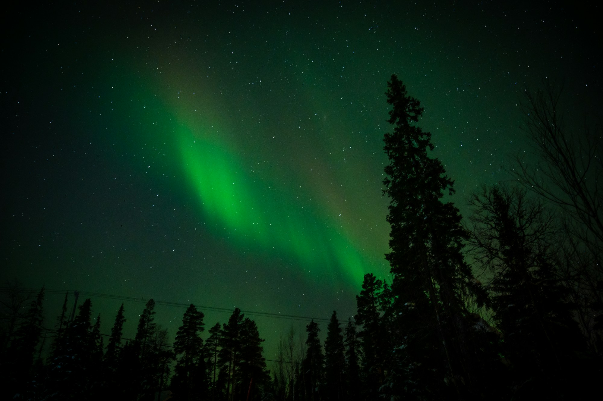 Green northern lights above a snow-covered fir forest in Finnish Lapland