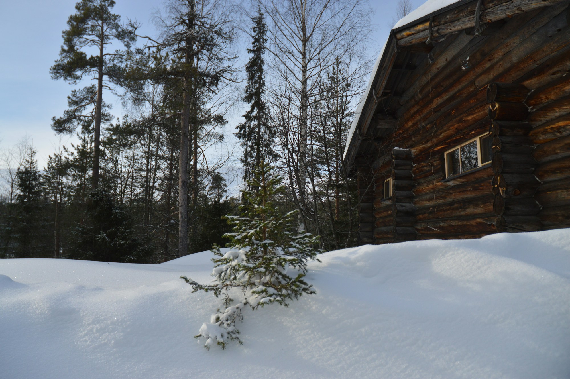 Cabin among snow-covered pines in Swedish Lapland, Treehotel Harads