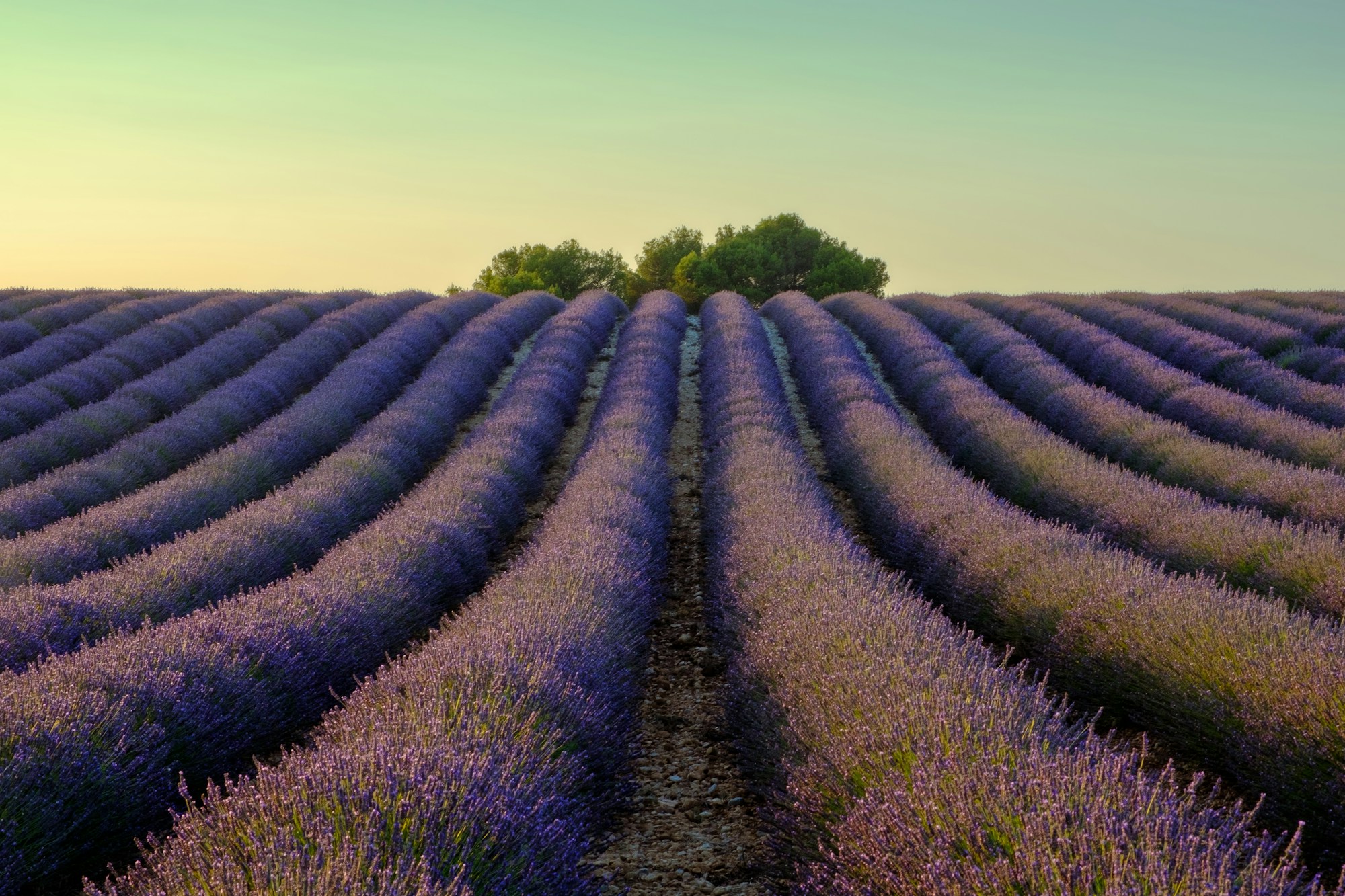 Rows of lavender in Provence, France — iconic Luberon landscape