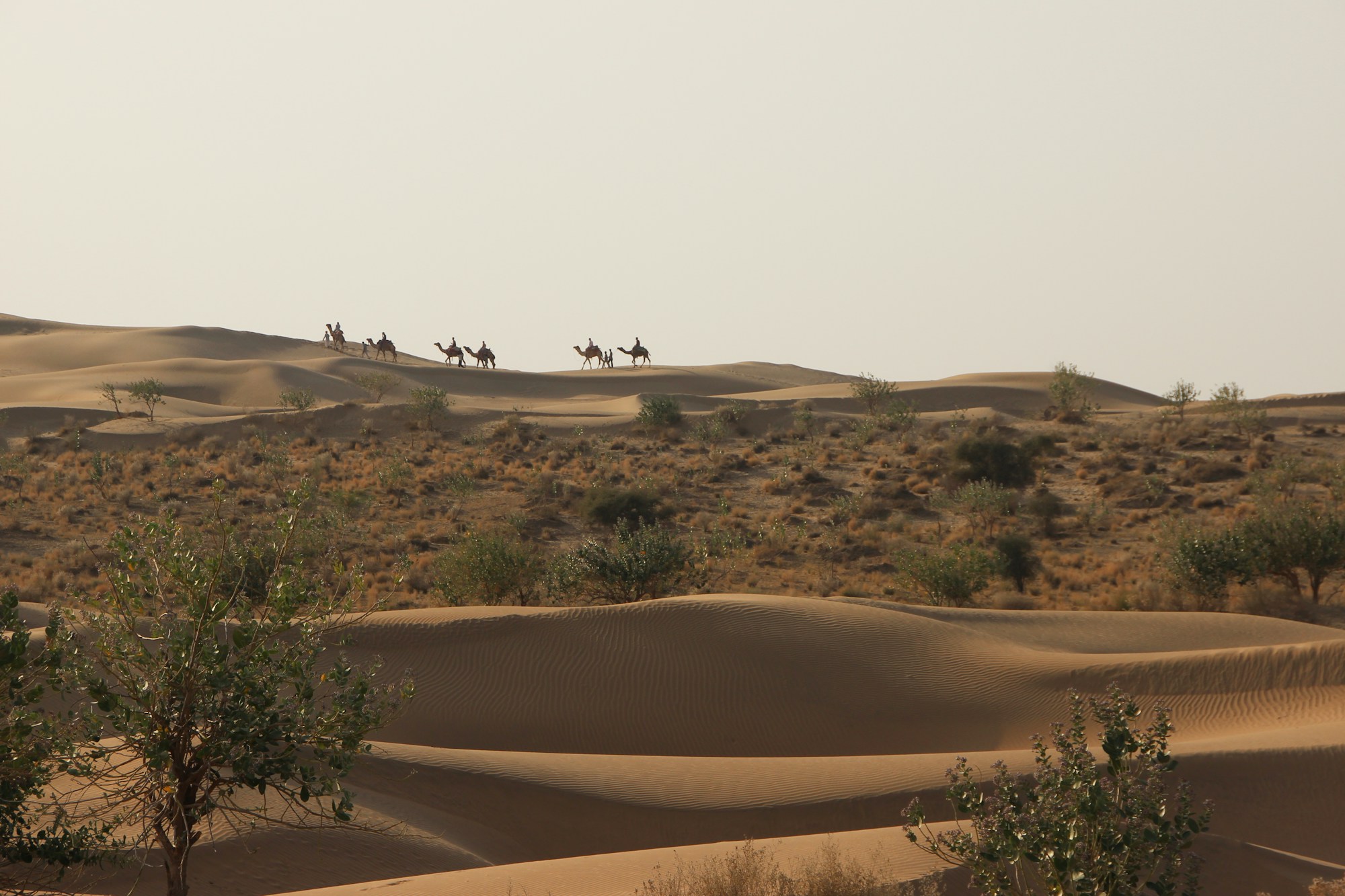 Caravane de chameaux traversant les dunes de sable dorées du désert du Thar à Jaisalmer, Rajasthan