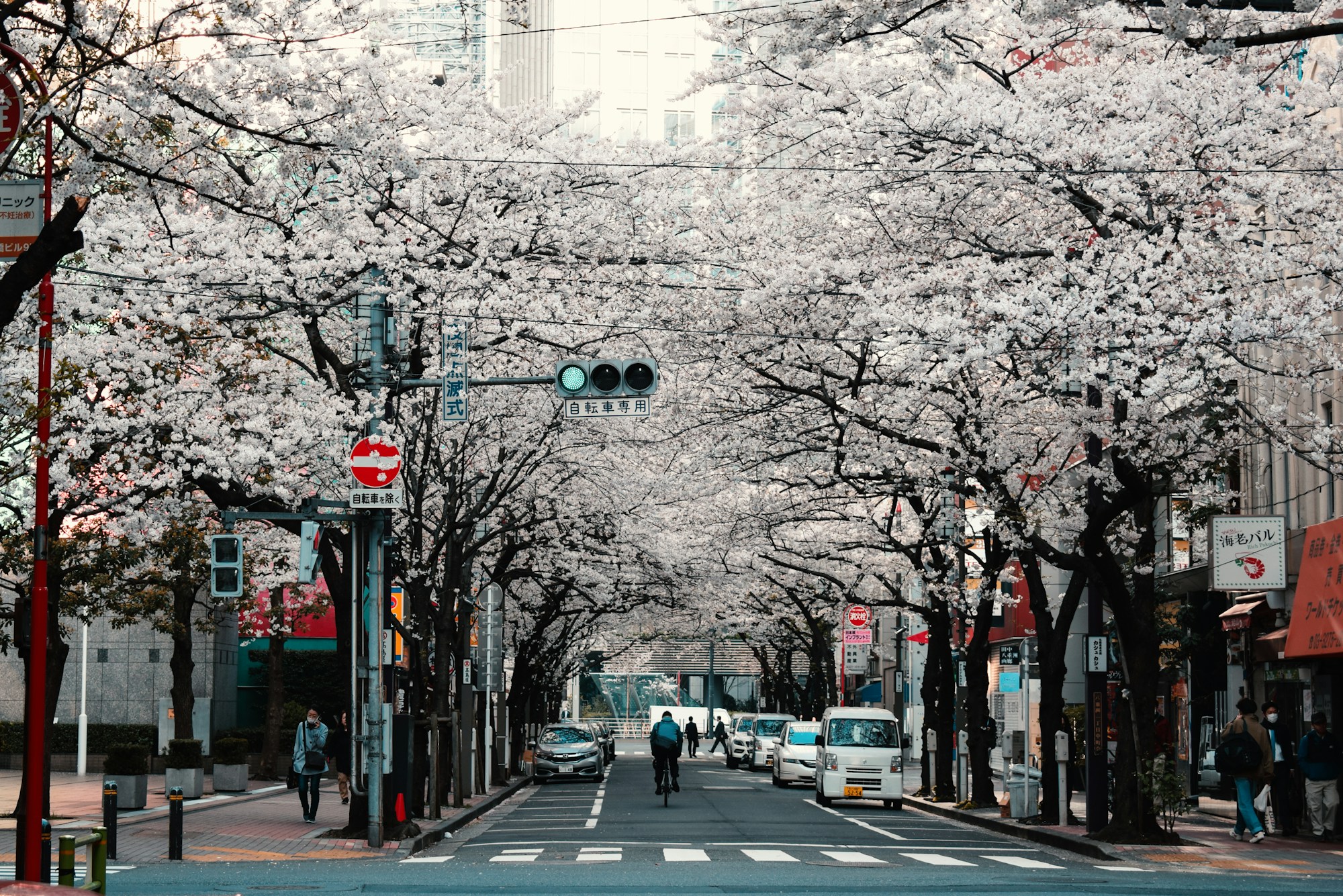 Cerisiers en fleurs avec le Mont Fuji en arrière-plan - Guide Japon 2026