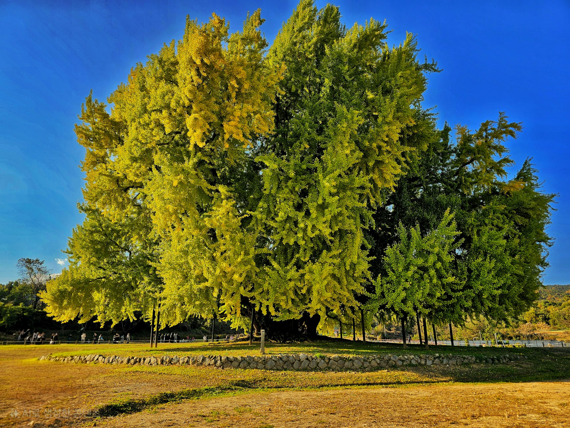Cheongju Central Park in autumn with the great yellow ginkgo tree, filming location of The Glory