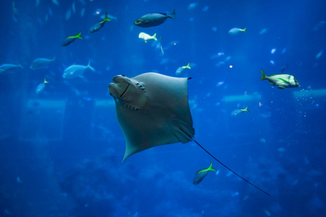 Manta ray swimming in the crystal clear waters of Baa Atoll in the Maldives