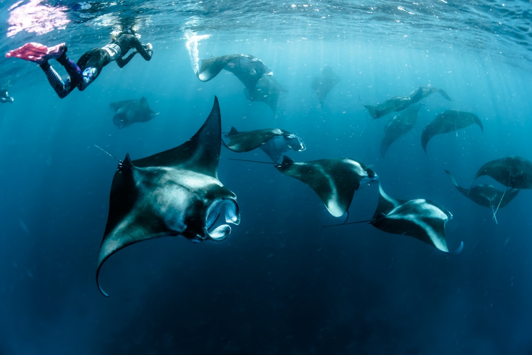 Stingray swimming above a coral reef in the Maldives