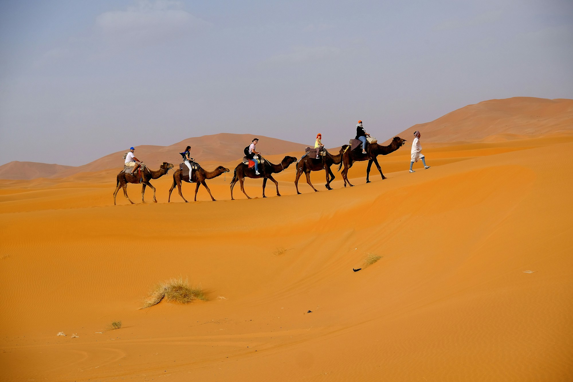 Caravane de dromadaires dans le désert du Sahara au Maroc au coucher du soleil