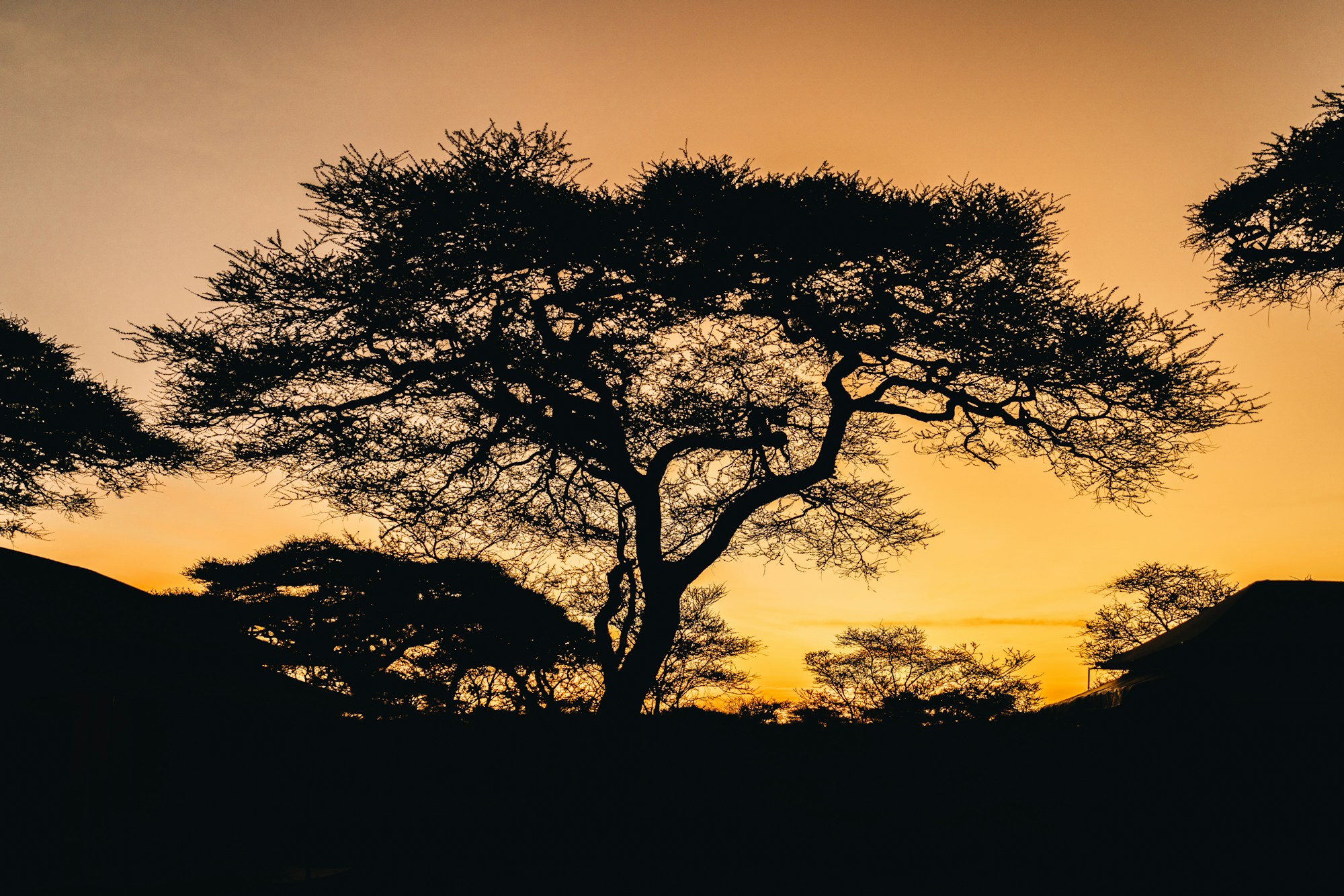 Coucher de soleil sur la savane tanzanienne avec silhouettes d'arbres, entre lac Manyara et Tarangire