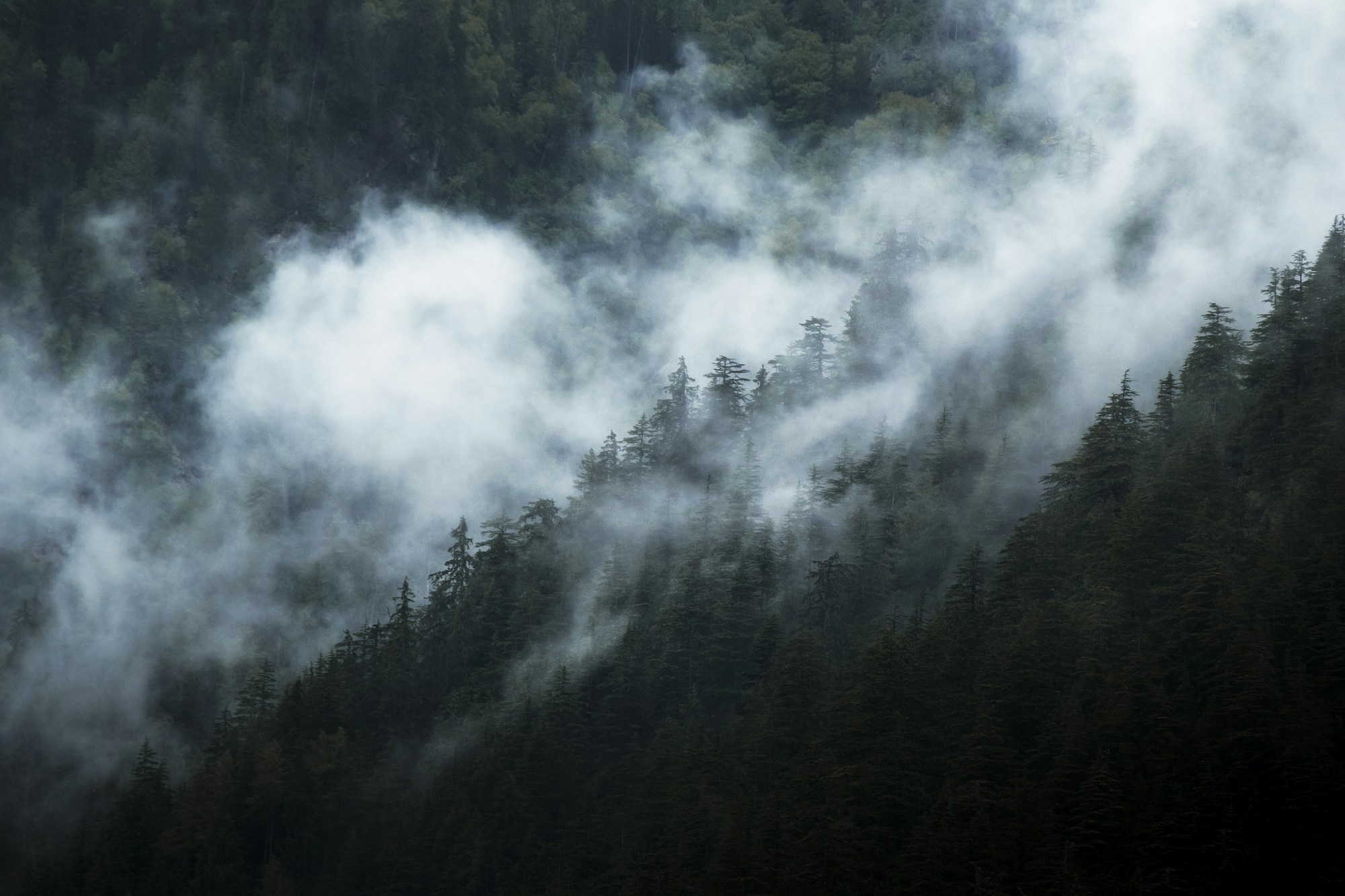 Forêt brumeuse dans les contreforts de l'Himalaya en Inde, cadre du Six Senses Vana à Dehradun