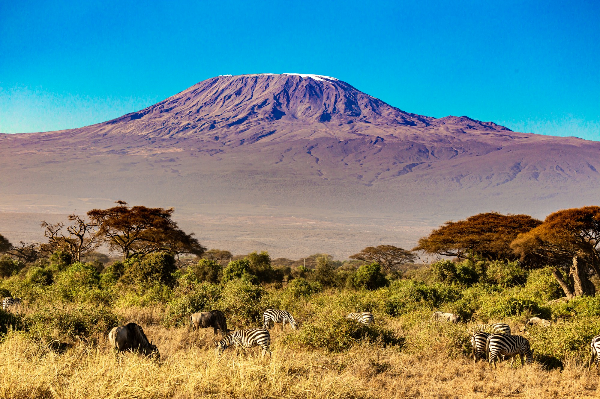 Zebras and giraffes in front of Kilimanjaro in Amboseli National Park - Kenya