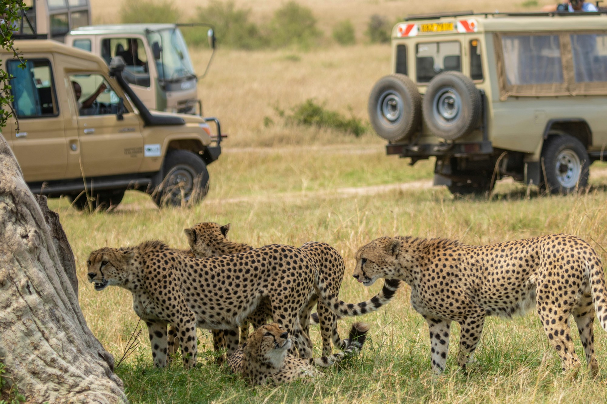 Safari vehicles watching cheetahs in the Masai Mara reserve - Kenya