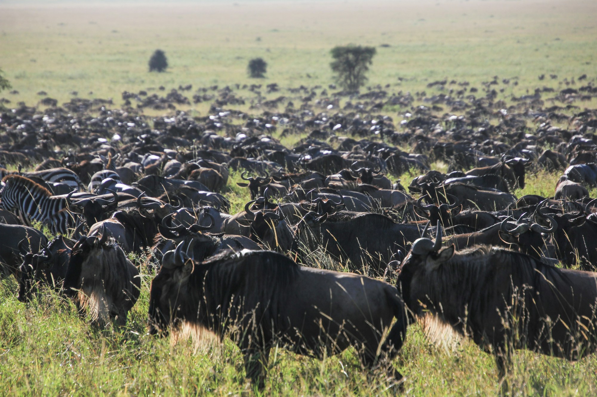 Great wildebeest migration crossing the Serengeti plains - Tanzania